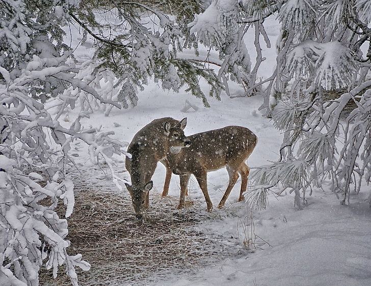 dos ciervos marrones, invierno, nieve, ciervos, Fondo de pantalla HD