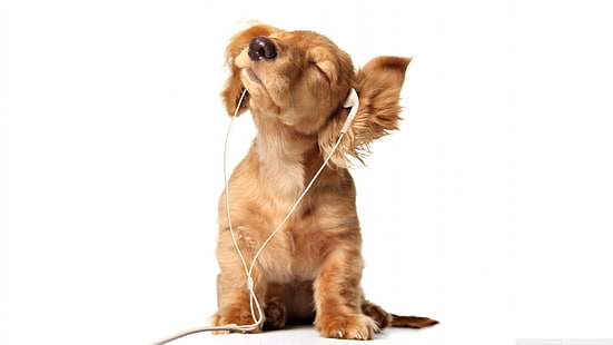 brown dog, earphones, dog, animals, baby animals, white background, HD wallpaper HD wallpaper