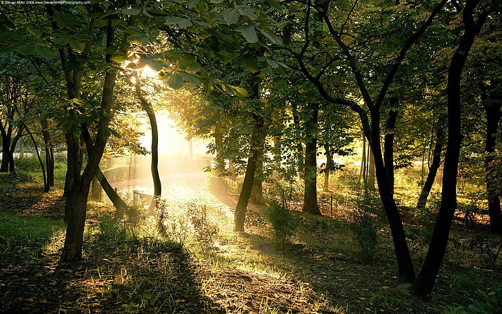 forest, trees, nature, sunlight, plants, HD wallpaper