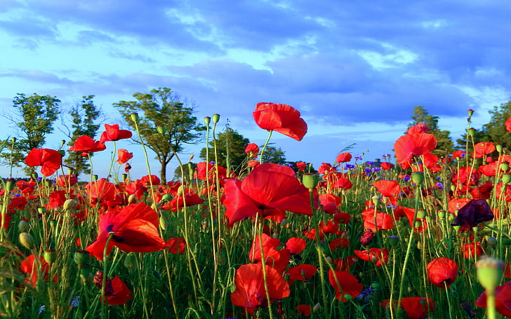 Poppy Field Red Flowers Wallpaper für den Desktop, HD-Hintergrundbild