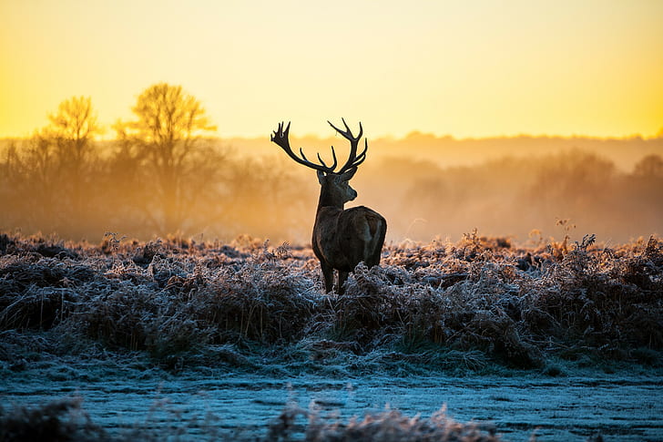 deer stags animals nature landscape sunlight morning frost, HD wallpaper