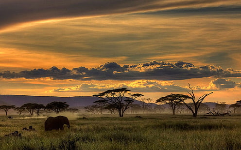 Afrykańskie safari, zwierzęta, drzewa, zachód słońca, trawa, chmury, przyroda, krajobraz, afrykańskie safari, zwierzęta, drzewa, zachód słońca, trawa, chmury, natura, krajobraz, Tapety HD HD wallpaper