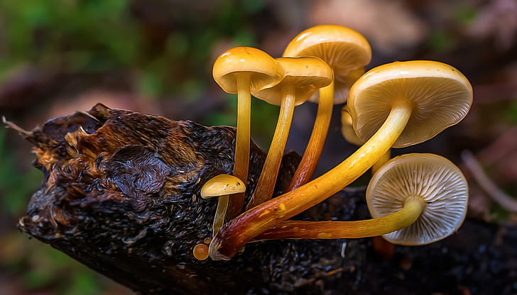 шесть желтых грибов на черной ветке дерева в макрообъективе, желтый, грибы, черный, ветка дерева, макрообъектив, фотография, Panasonic, Lumix, FZ, природа, гриб, лес, гриб, осень, крупный план, еда, свежесть,макро, растение, HD обои