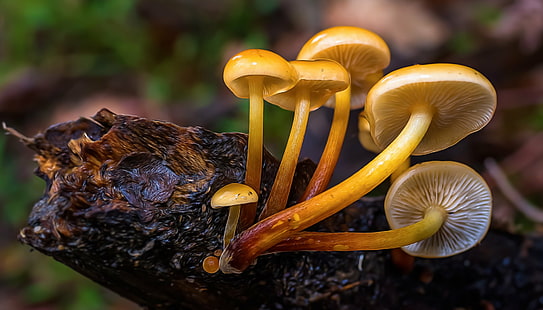 шесть желтых грибов на черной ветке дерева в макрообъективе, желтый, грибы, черный, ветка дерева, макрообъектив, фотография, Panasonic, Lumix, FZ, природа, гриб, лес, гриб, осень, крупный план, еда, свежесть,макро, растение, HD обои HD wallpaper