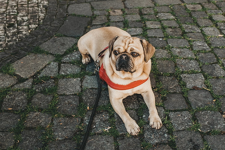 pug, dog, lying, walk, leash, collar, HD wallpaper