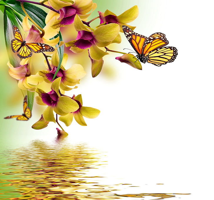 yellow flowers, butterfly, flowers, yellow, Orchid, water, beautiful, spring, reflection, butterflies, HD wallpaper