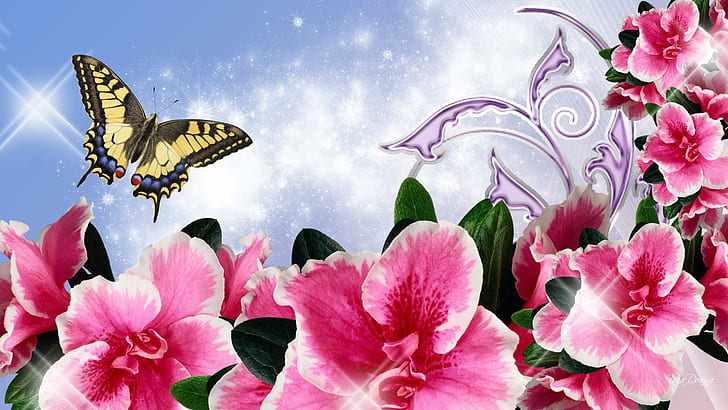 Orkidéer Ljusa, känsliga, exotiska, blomstra, orkidéer, ljusa, fjäril, rosa, vår, blå, glöd, sommar, natur och la, HD tapet