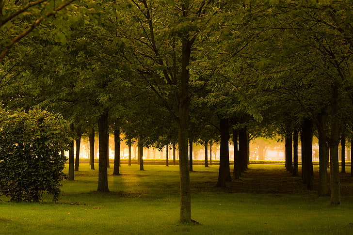 ต้นไม้ใบไม้แสงแดดเบลเยี่ยม, วอลล์เปเปอร์ HD
