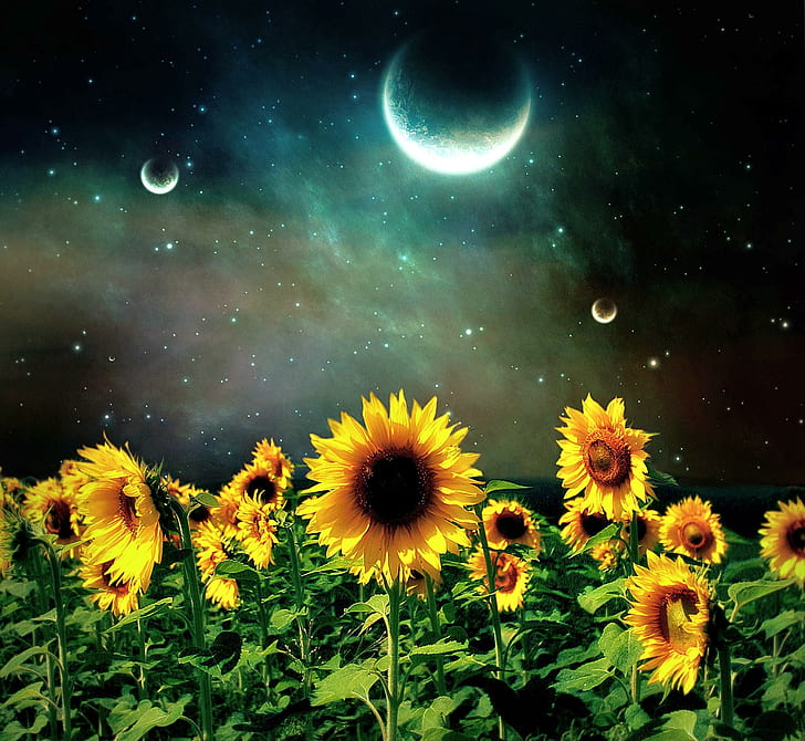 Sunflower Night, поле, звезды, подсолнухи, луна, ночь, 3d и аннотация, HD обои