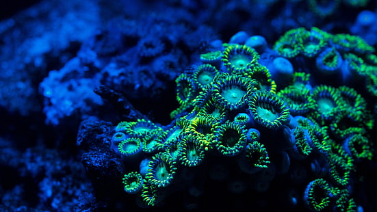 coral verde e branco do mar, coral, 5k, papel de parede 4k, 8k, zoantídeos, subaquático, HD papel de parede HD wallpaper