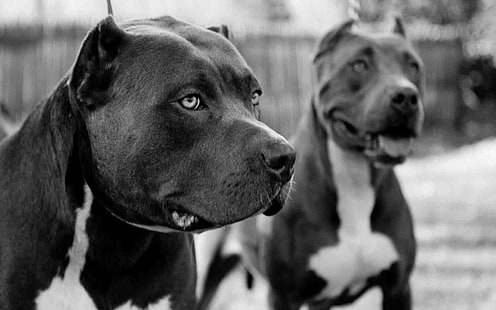 gruselig, hund, pitbull, welpen, welpe, HD-Hintergrundbild HD wallpaper