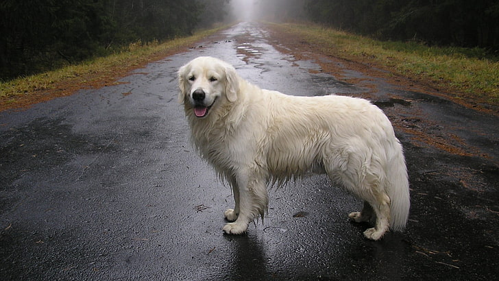 long-coated white dog, street, animals, wet, dog, Labrador Retriever, wet street, road, nature, HD wallpaper