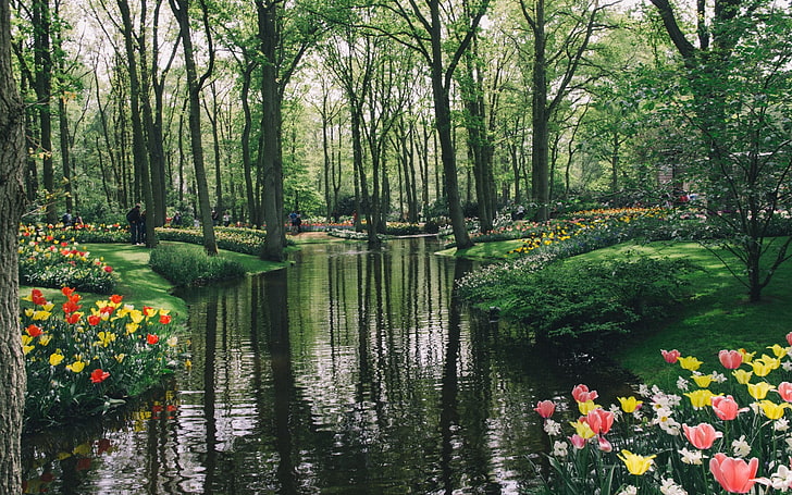 fiori rosa, gialli e rossi, lago, parco, giardino, Paesi Bassi, Sfondo HD