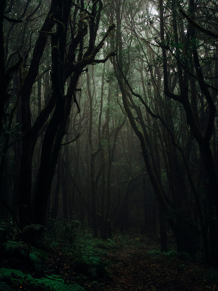 forest, fog, trees, branches, autumn, dark, gloomy, HD wallpaper