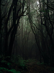 숲, 안개, 나무, 가지가, 어둠, 우울한, HD 배경 화면 HD wallpaper