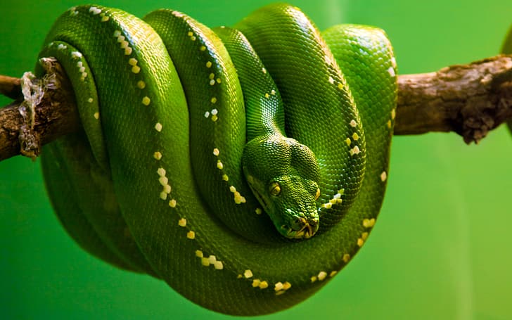snake, green, green background, python, emerald, HD wallpaper