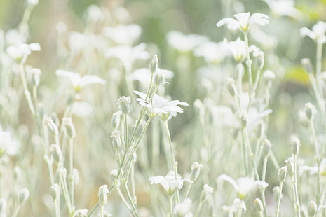 زهور بيضاء على نبات أخضر ، FairyLand ، أبيض ، زهور ، نبات أخضر ، منمق ، طبيعة ، نسيج ، Sony ، A77 ، HSS ، عبث ، شوارع ، بستنة ، نبات ، مرج ، صيف ، زهرة، خلفية HD HD wallpaper