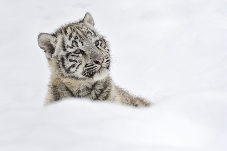 tiger, albino cub, snow, HD wallpaper