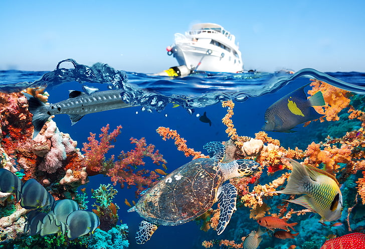 sea, the sky, water, fish, turtle, yacht, corals, underwater world, HD wallpaper