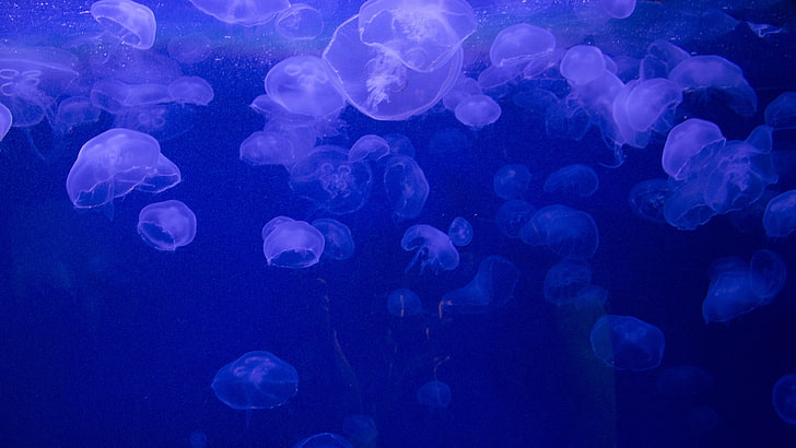 nature, mer, sous l'eau, méduse, fond bleu, bulles, Fond d'écran HD