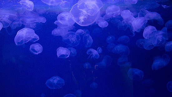 alam, laut, bawah air, ubur-ubur, latar belakang biru, gelembung, Wallpaper HD HD wallpaper