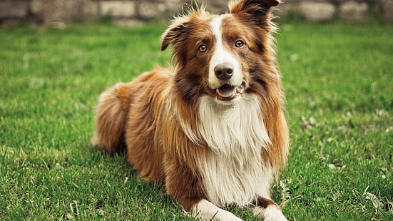 dog, Border Collie, animals, grass, HD wallpaper HD wallpaper