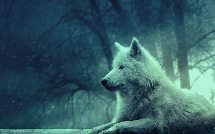 白いオオカミの壁紙、オオカミ、光、森、野生、穏やか、平和、 HDデスクトップの壁紙