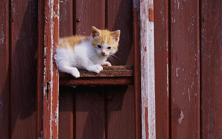 Yavru kedi oturmak, ahşap kapı, Yavru kedi, oturmak, ahşap, kapı, HD masaüstü duvar kağıdı