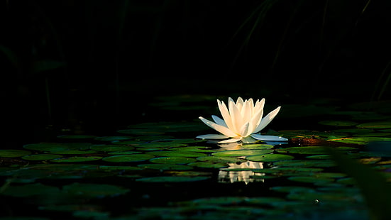  white, flower, leaves, light, lake, pond, reflection, petals, black background, Nymphaeum, water Lily, HD wallpaper HD wallpaper