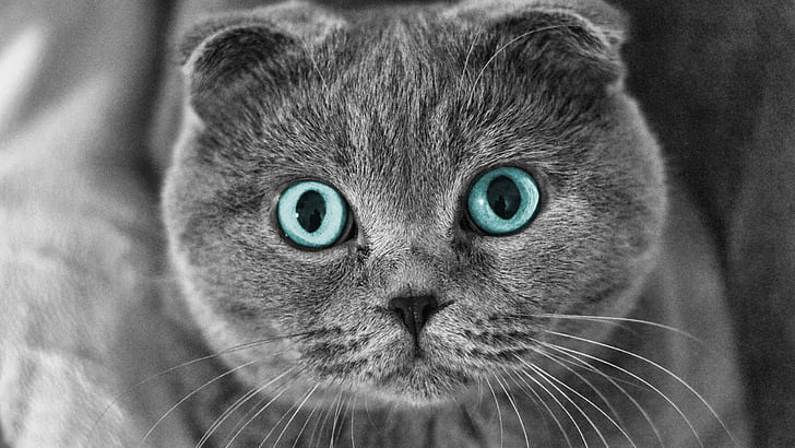 Scottish Fold Cat Blue Eyes, szkocki zwisłouchy kot, wspaniały, niebieski, Tapety HD
