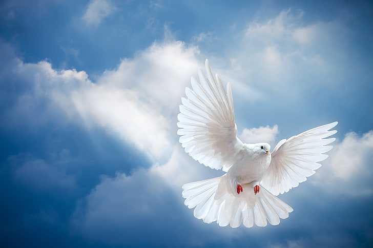 white pigeon and blue sky, the sky, light, bird, the world, white, peace, the rays of the sun, sky, dove, pigeon, white dove, sunrays, HD wallpaper