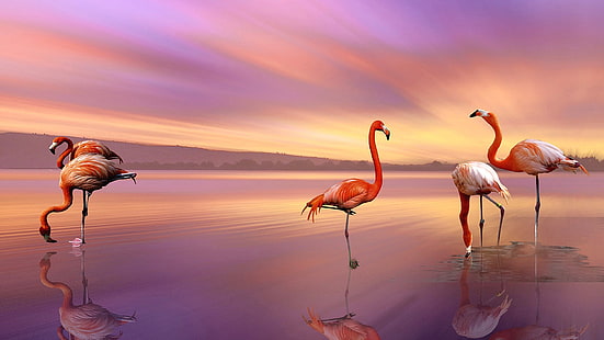 flamingos, vatten fågel, lila himmel, fågel, fåglar, solnedgång, HD tapet HD wallpaper