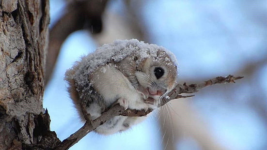 esquilo voador japonês, mais bonito, peludo, roedor, momonga, nevado, esquilo, esquilo voador, anão japonês esquilo voador, HD papel de parede HD wallpaper