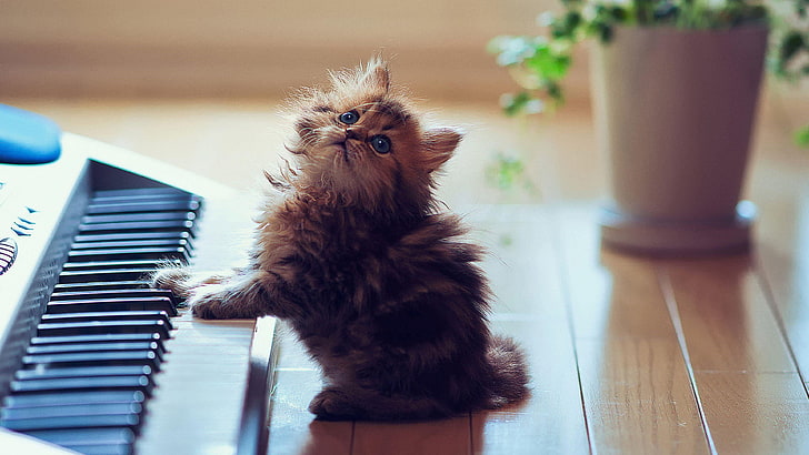 เปียโนแมวคิตตี้ลูกแมวน่ารักเพลงตาดู, วอลล์เปเปอร์ HD
