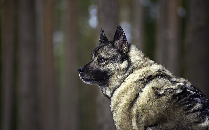 anak anjing Gembala Jerman hitam dan cokelat, hewan, serigala, mamalia, di luar rumah, Wallpaper HD