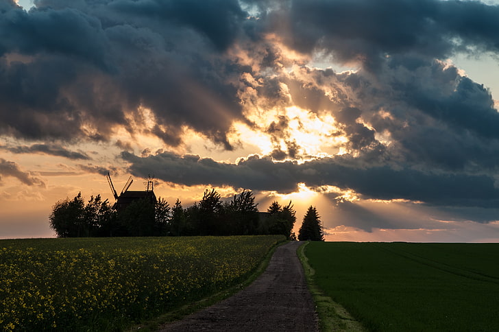 green grass, road, field, the sky, the sun, clouds, rays, mill, rape, HD wallpaper