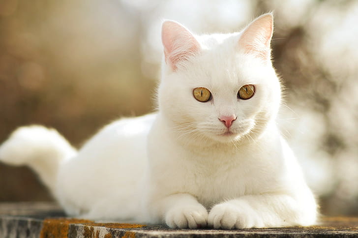 Белый кот милый, красивый, милый, белый кот, HD обои