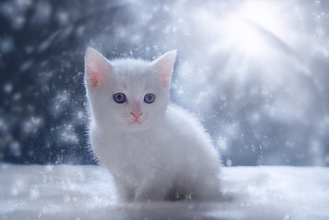 снег, котенок, малыш, белый котенок, HD обои HD wallpaper