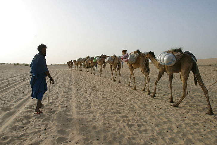 Afrique, chameaux, désert, Fond d'écran HD