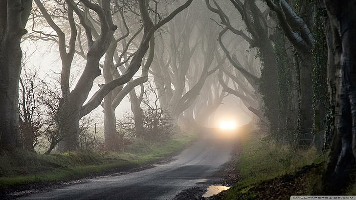 Дорога через лес с привидениями, лес, скрюченный, дорога, ветки, свет, природа и пейзажи, HD обои