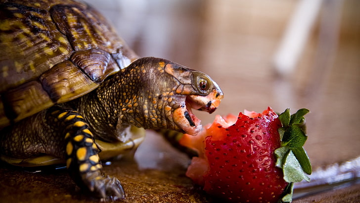 owoce truskawki, żółw, truskawki, zwierzęta, owoce, żółwie, Tapety HD