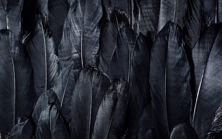 темный, черный, перья, текстуры, 4k ultra hd background, черные перья, HD обои