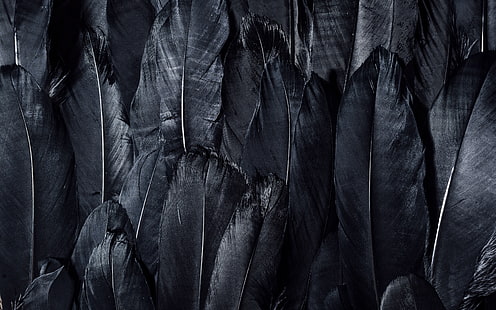 темный, черный, перья, текстуры, 4k ultra hd background, черные перья, HD обои HD wallpaper