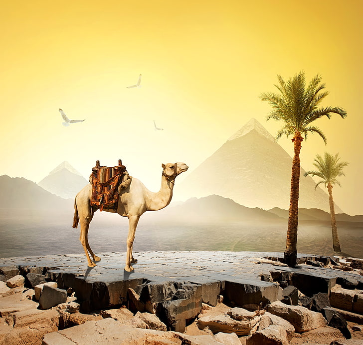 бежевый верблюд, небо, солнце, птицы, камни, пальмы, пустыня, верблюд, египет, пирамида, Каир, HD обои