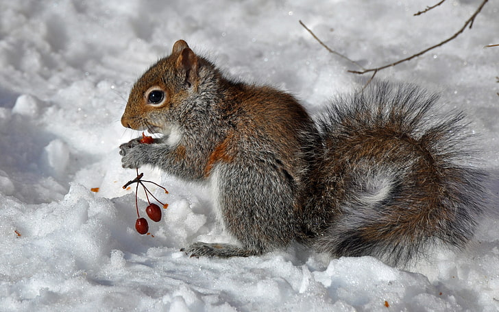 gray and brown squirrel, squirrel, snow, berry, food, HD wallpaper
