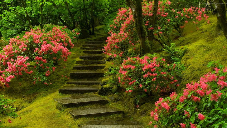 steps, flowers, stairs, stepped, garden, grass, HD wallpaper