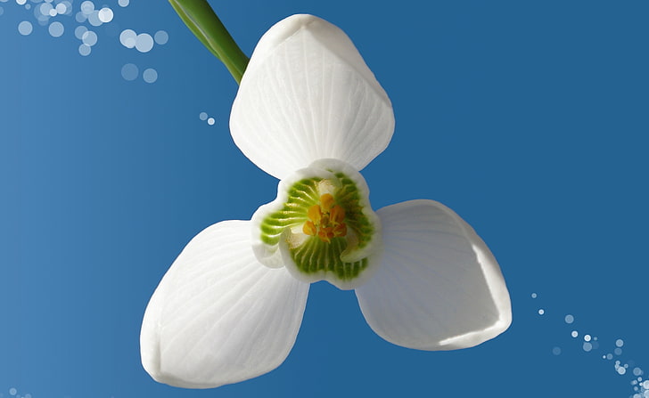 Snowdrop II, white and green snowdrop flower, Seasons, Spring, Nature, Flowers, spring flowers, snowdrop, HD wallpaper