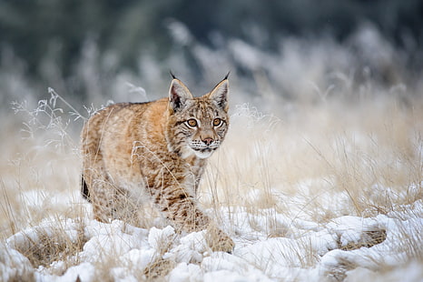 lynx, winter, snow, wildlife, animals, HD wallpaper HD wallpaper