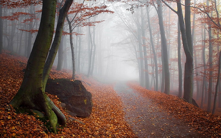 paisaje, naturaleza, otoño, niebla, bosque, camino, árboles, hojas, luz solar, Fondo de pantalla HD