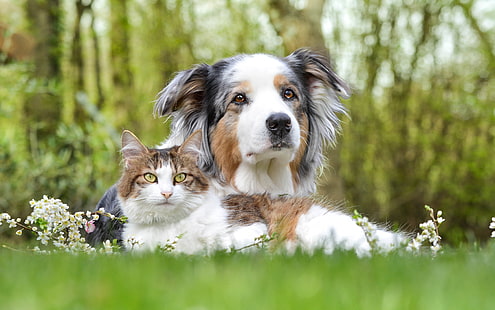 Katze, Hund, Freunde, HD-Hintergrundbild HD wallpaper